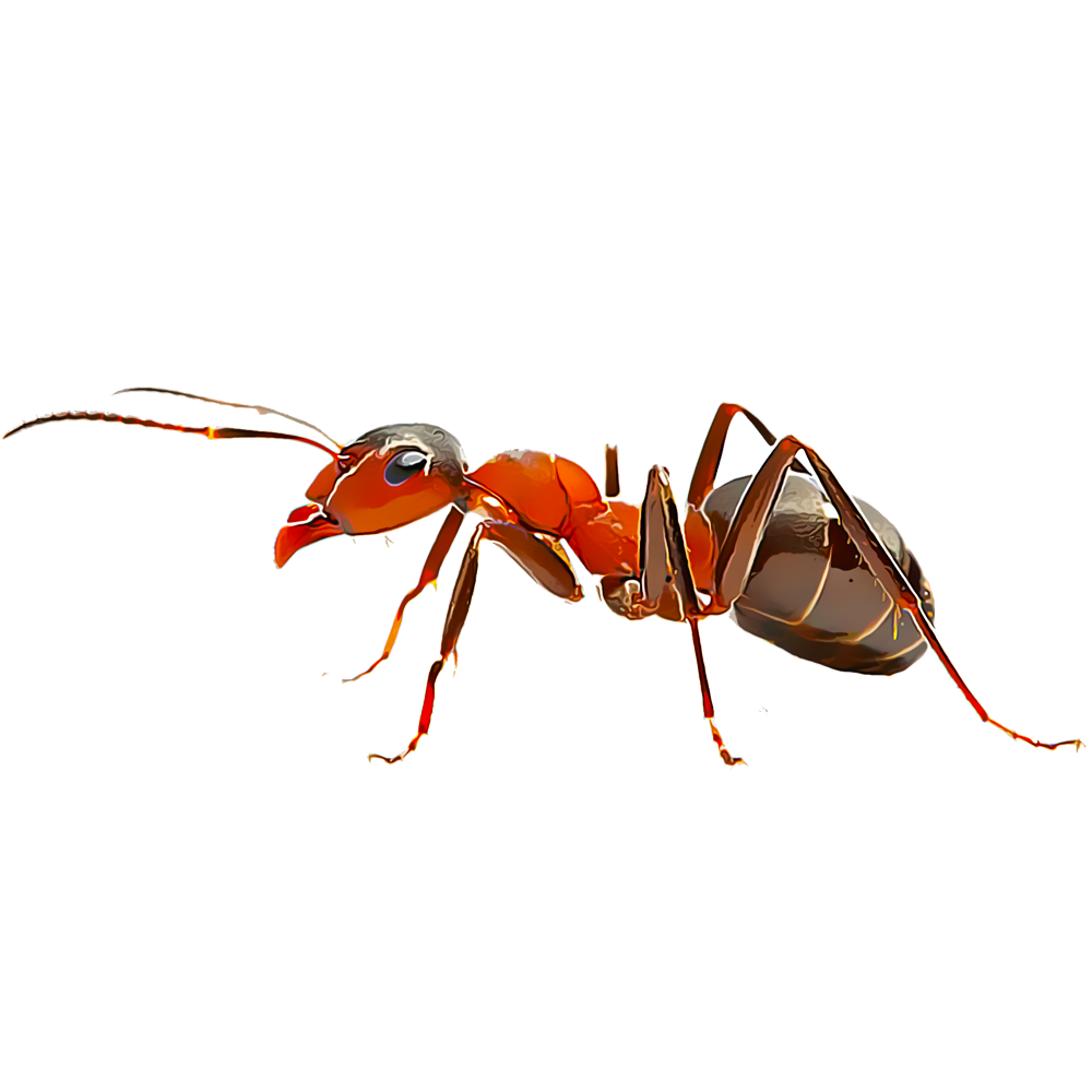 Red Ant PNG Transparent