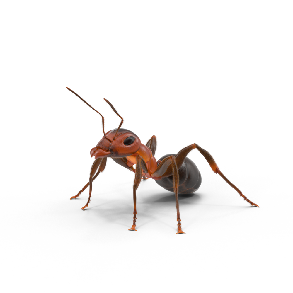 Red Ant Transparent PNG