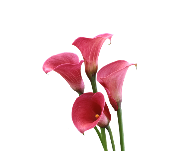 Red Calla Lily PNG Clipart