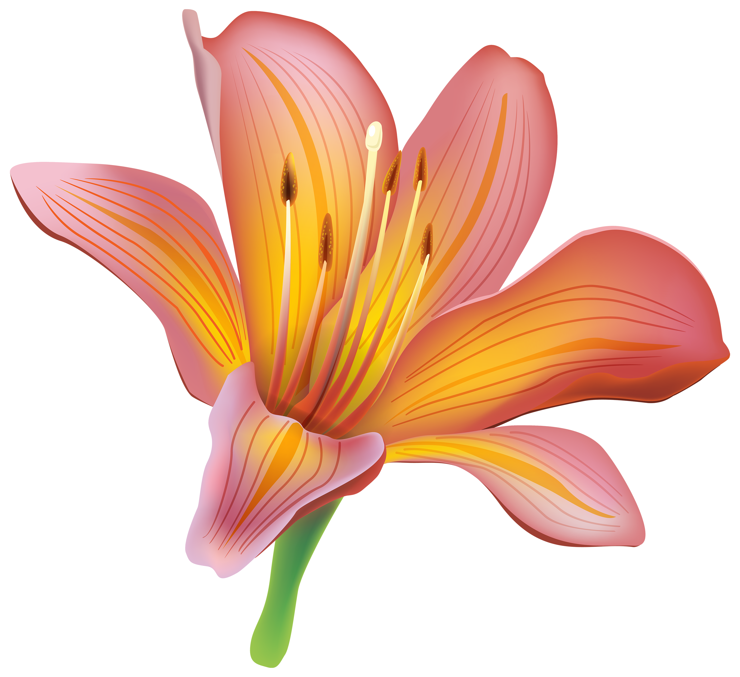 Red Calla Lily PNG File