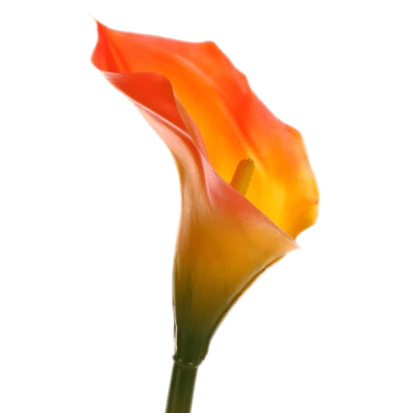 Red Calla Lily PNG Image