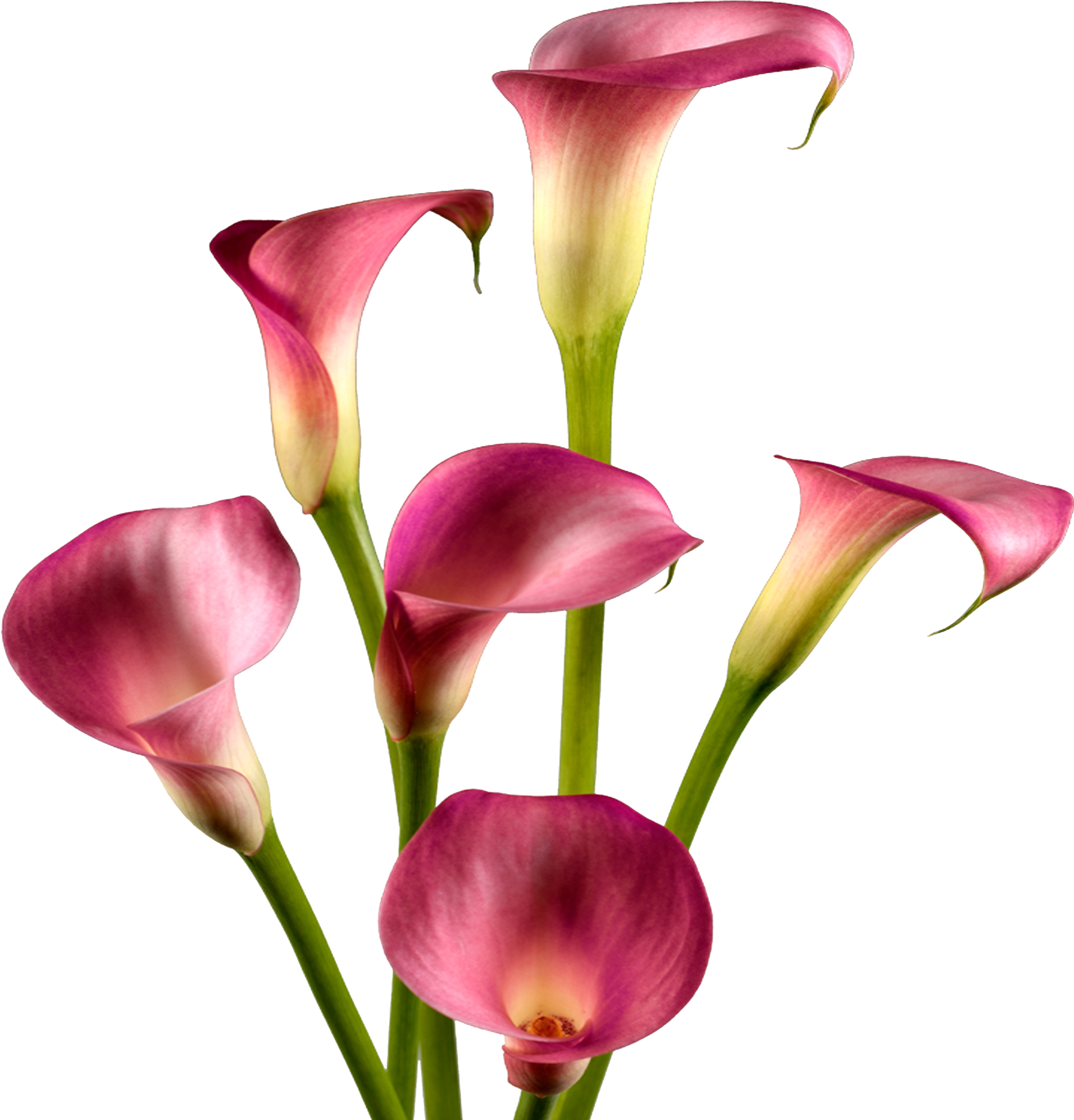 Red Calla Lily PNG Photos