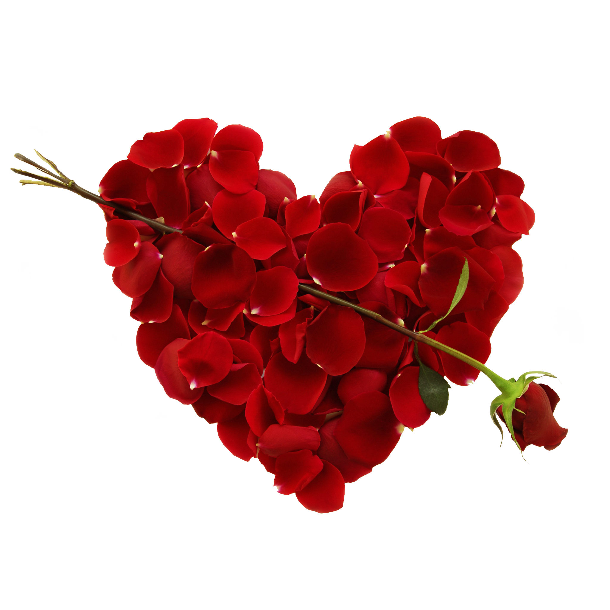 File PNG del cuore del fiore rosso
