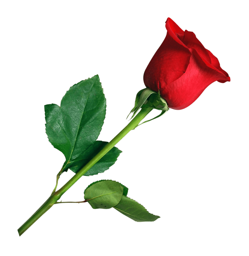 Red Valentines Day Rosas PNG Clipart