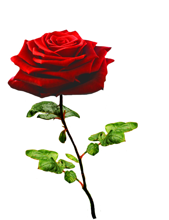 Red Valentines Day Rose PNG File