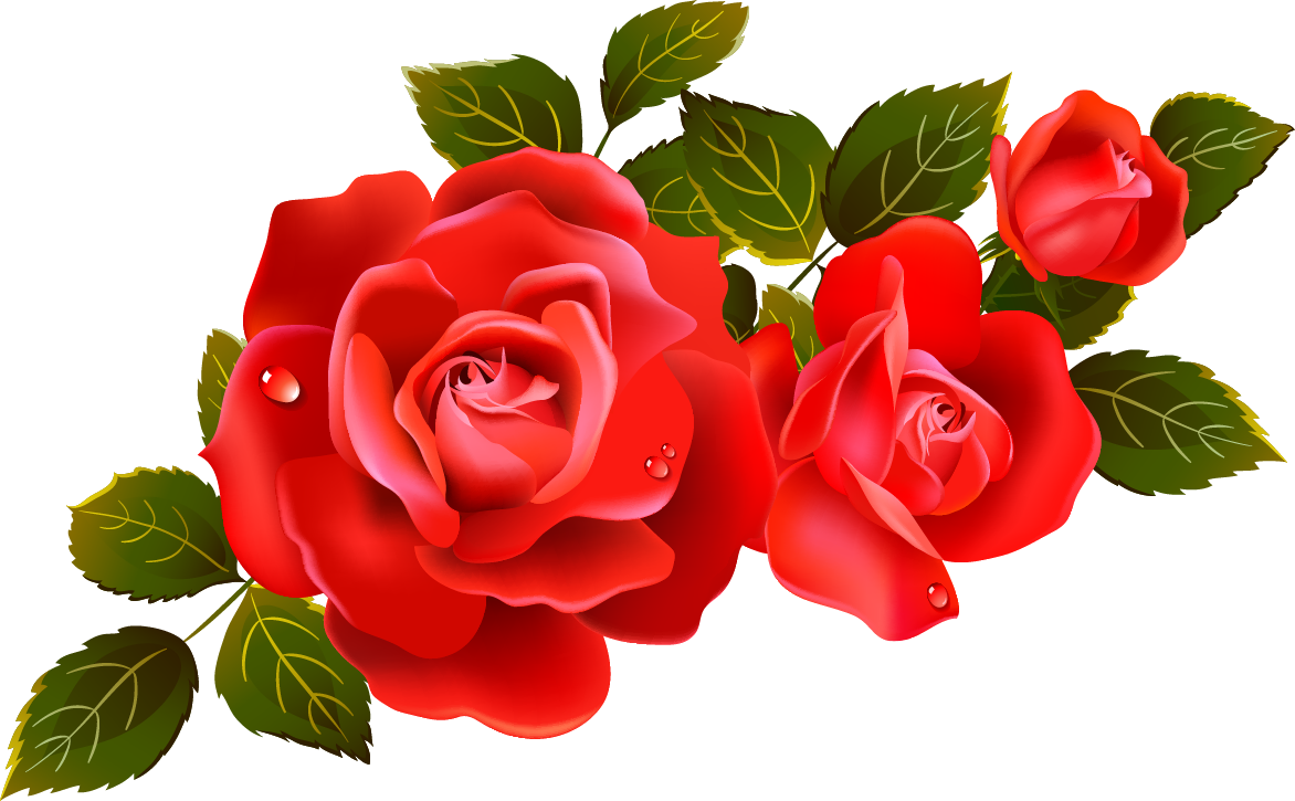 Red Saint Valentin Rose PNG Image