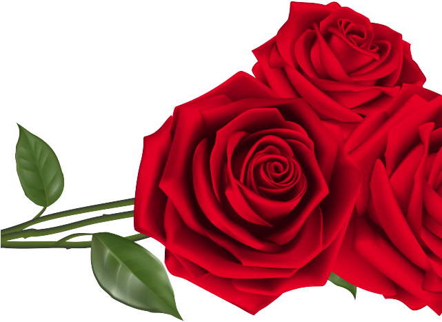 Red Valentines Day Rose PNG Photos