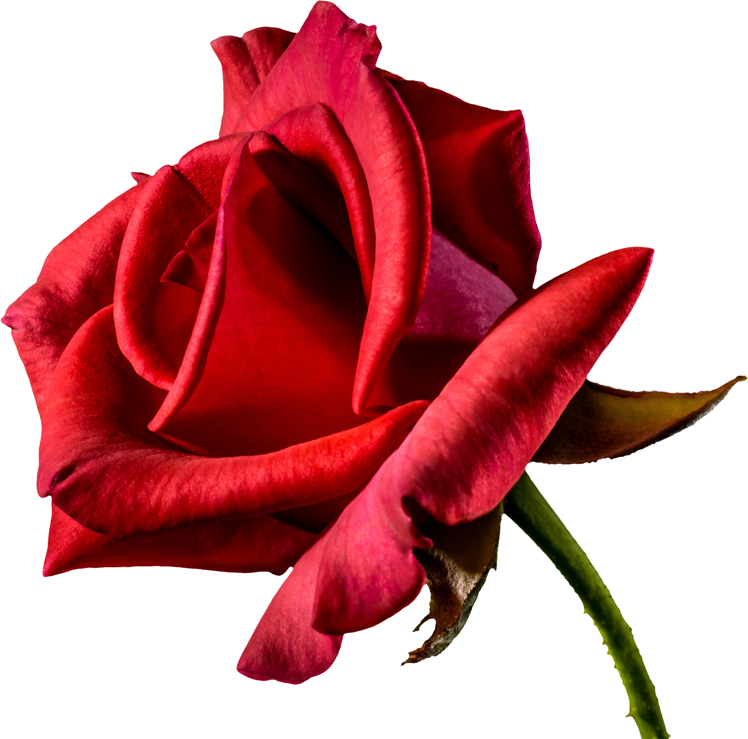 Red Valentines Day Rose PNG Transparent Image