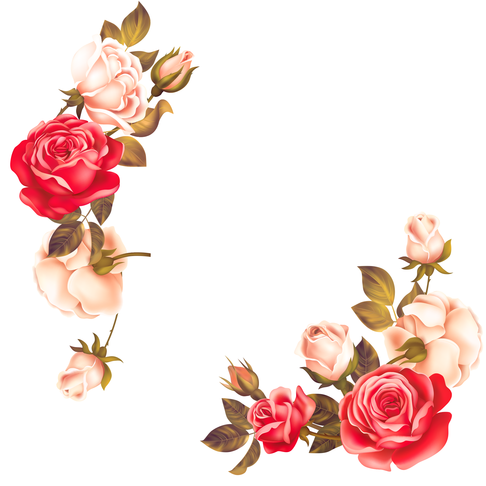 Bordo di fiori di rosa PNG