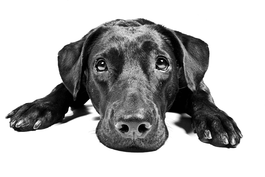 Trauriger schwarzer Labrador-Hund Transparenter PNG