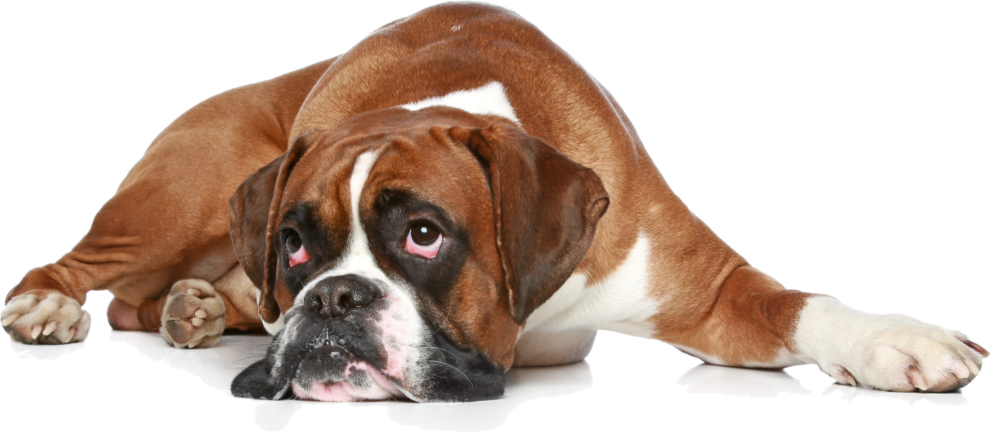 Sad Boxer Dog Transparent PNG