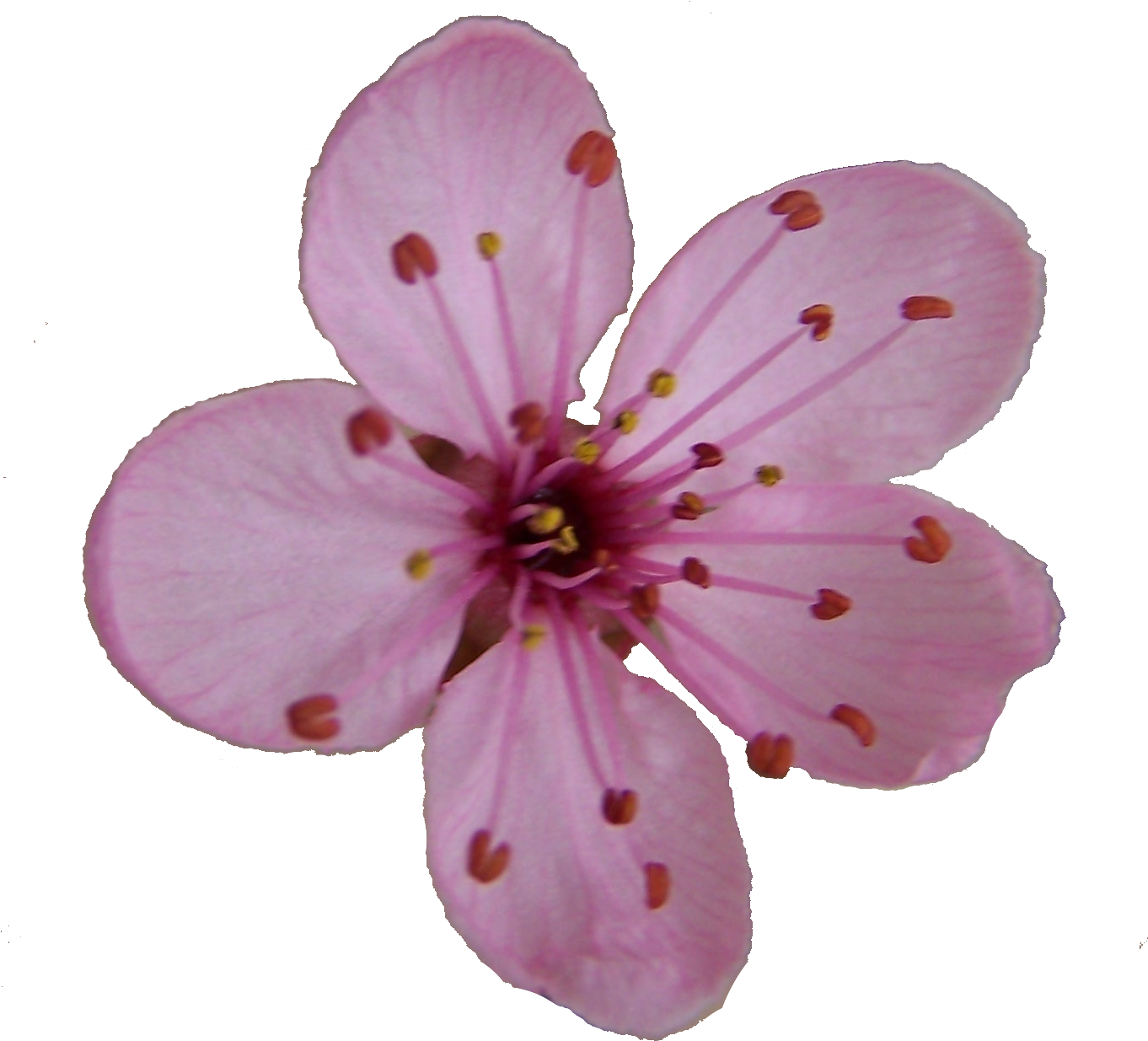Single Blossom Flower Transparent PNG