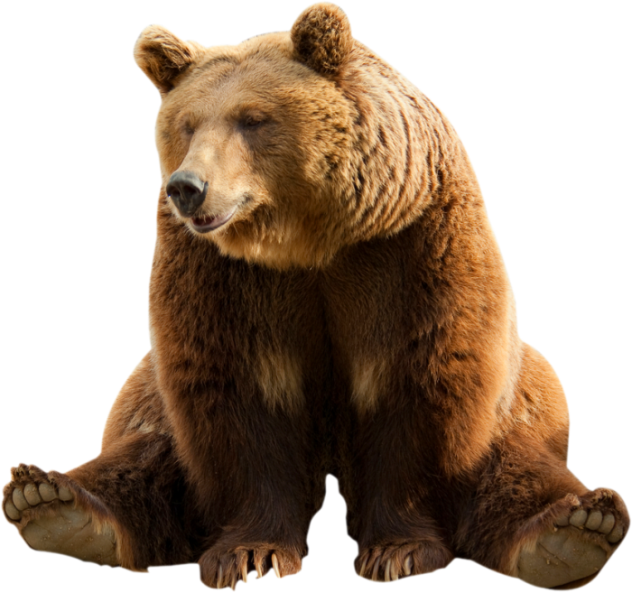 Сидящий медведь прозрачный PNG