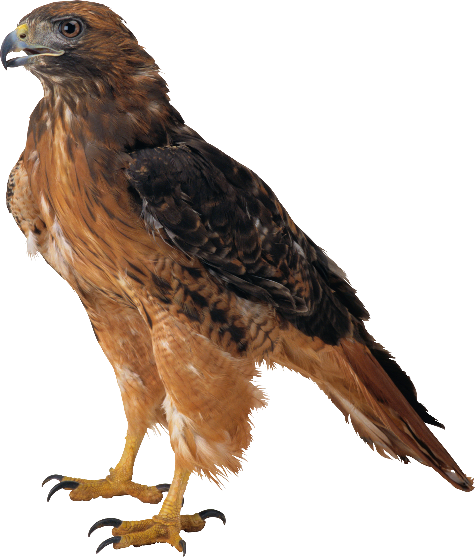 Sitting Eagle PNG Image