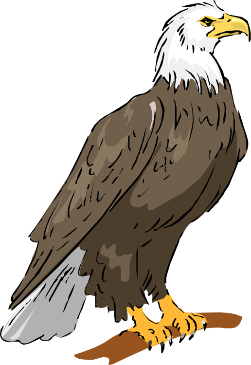 Sitzen Eagle transparent PNG