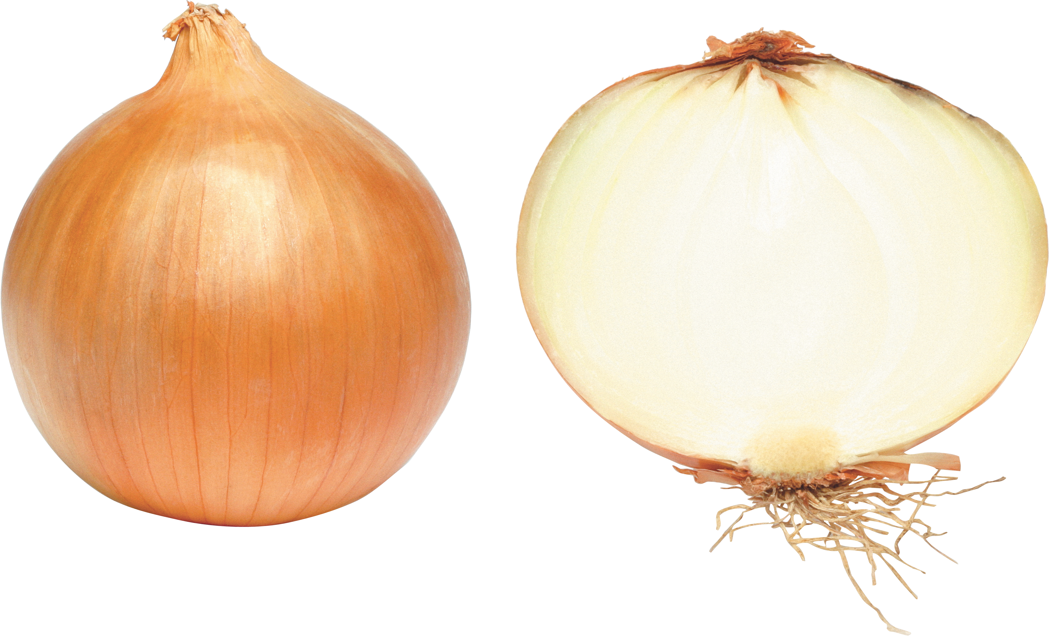 Slice Brown Onion Transparent PNG