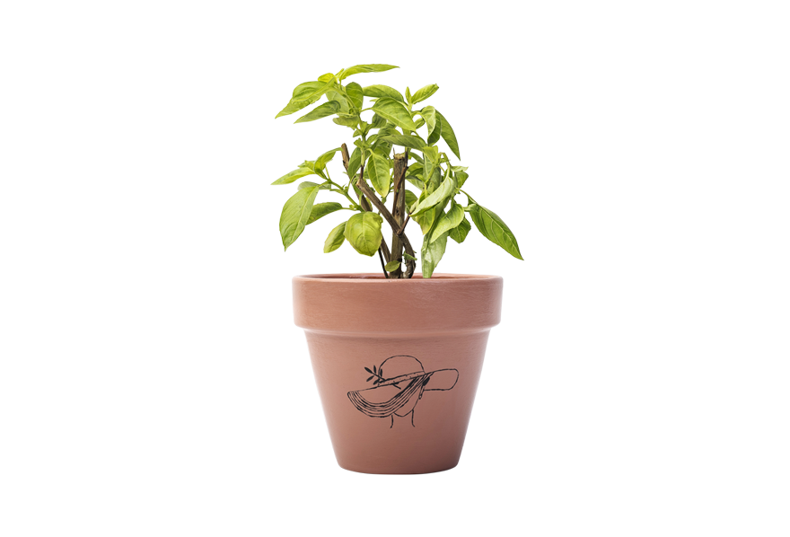 Small Basil Leaf Pot Transparent PNG