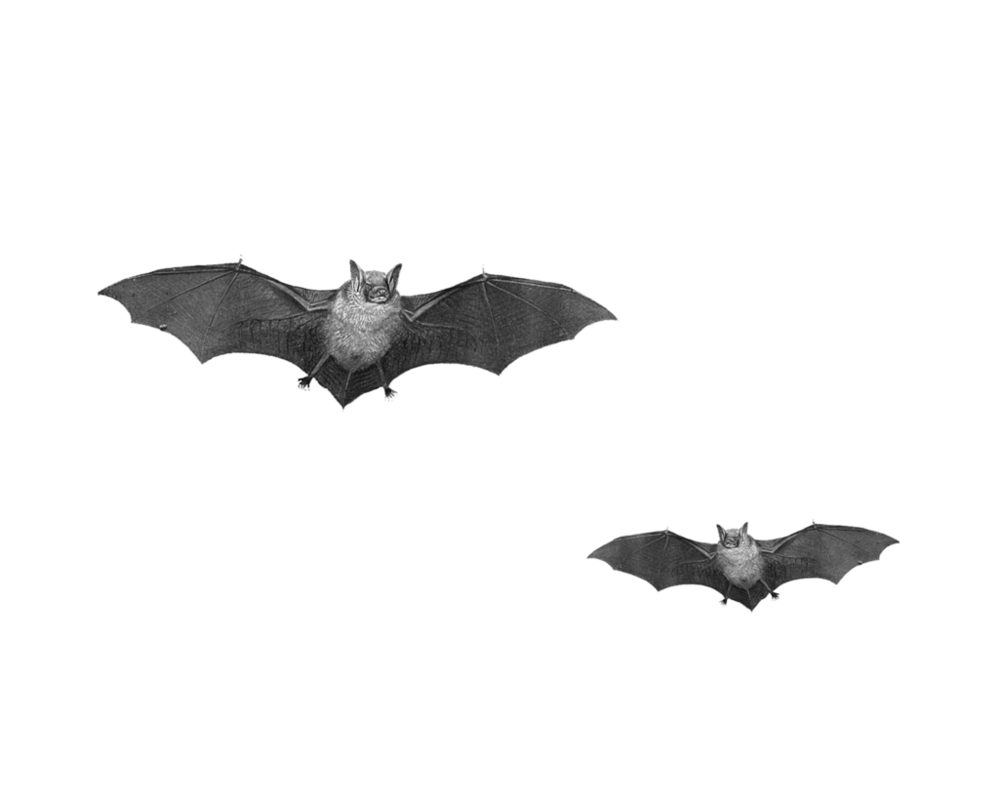Small Bat Transparent PNG