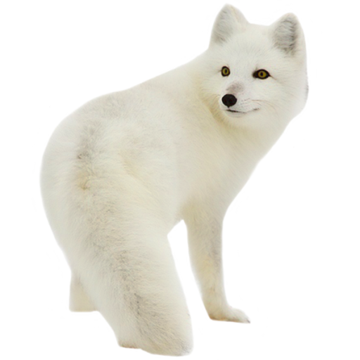 Snow Arctic Fox PNG Clipart