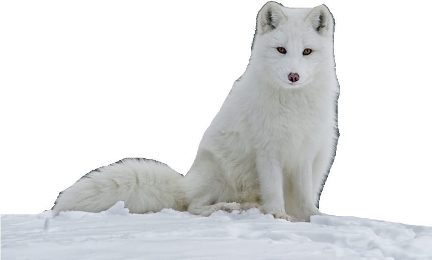 Schnee Arctic Fox PNG-Datei