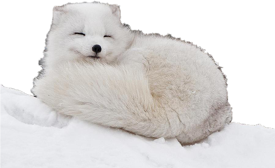 Schnee-arktisches Fuchs-PNG-Bild