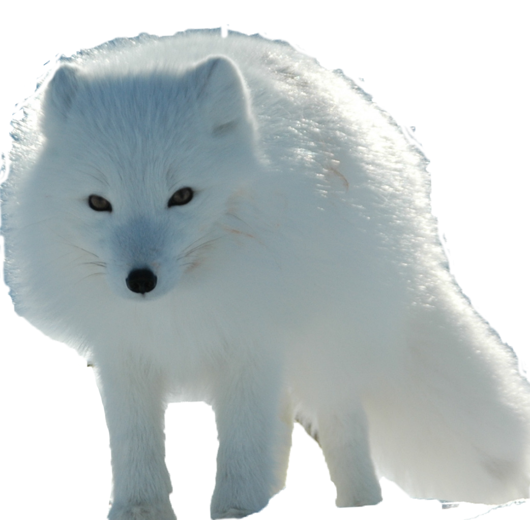 Snow Arctic Fox PNG Transparent Image