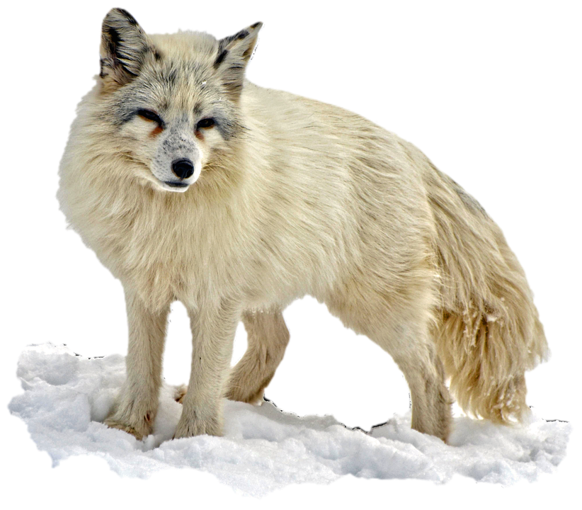 Schnee arctic fox PNG Transparentes Bild
