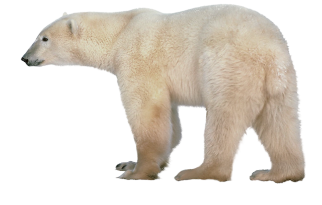 Snow Bear Transparent PNG