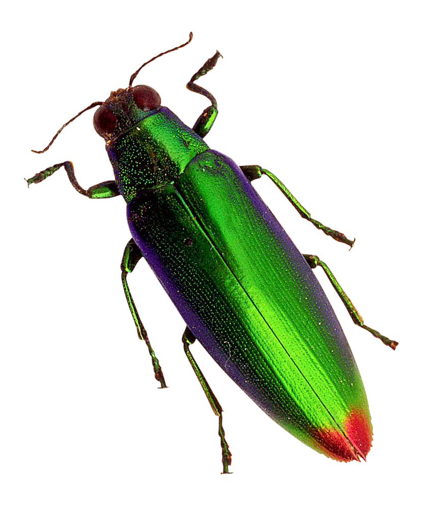 Spanish Fly Beetle Transparent PNG