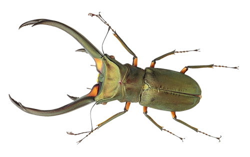 Spring Bugs PNG clipart