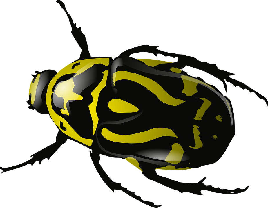 Spring Bugs PNG-Datei