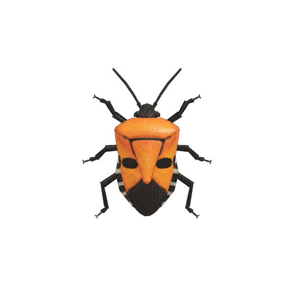 Lente bugs PNG afbeelding
