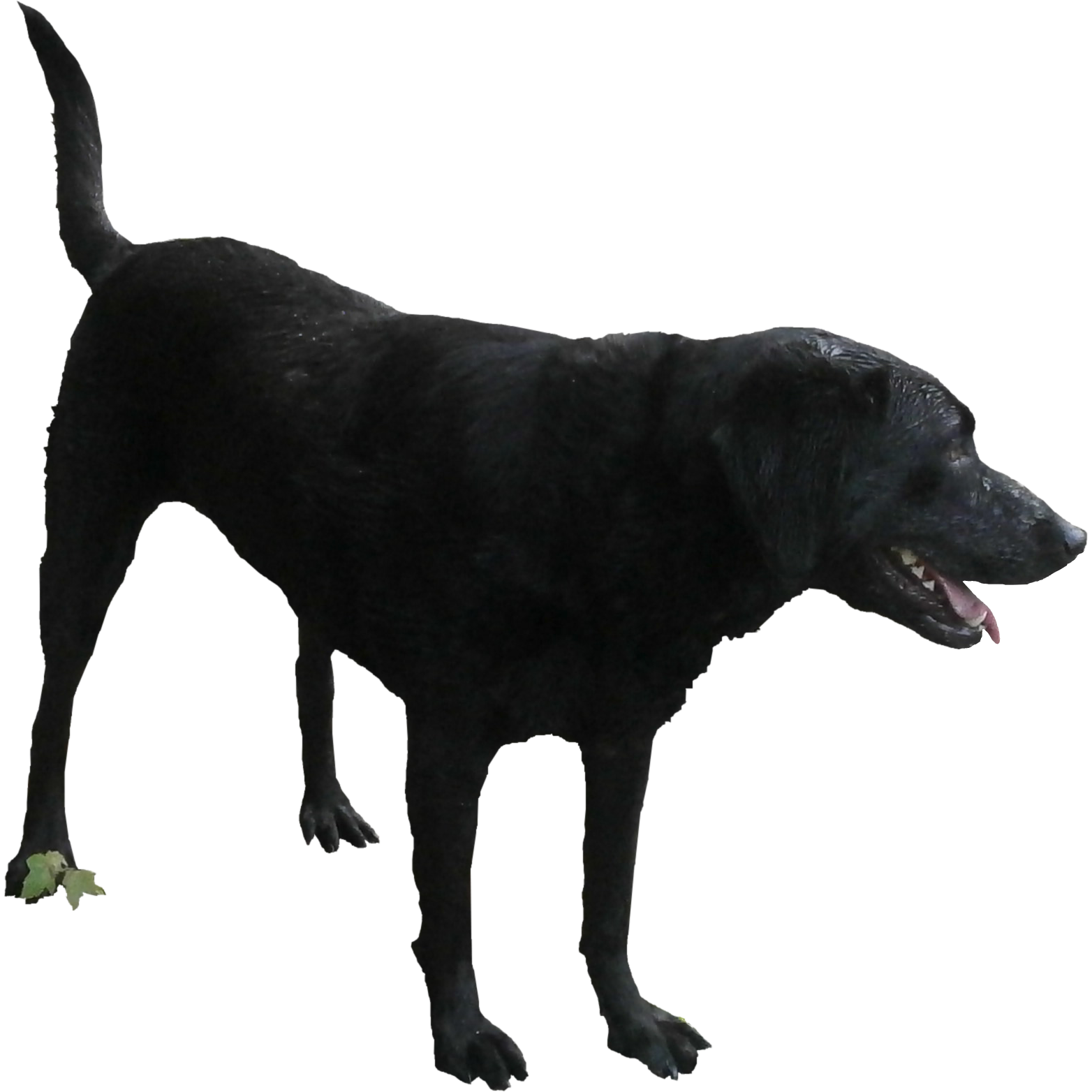Standing Black Labrador Dog Transparent PNG