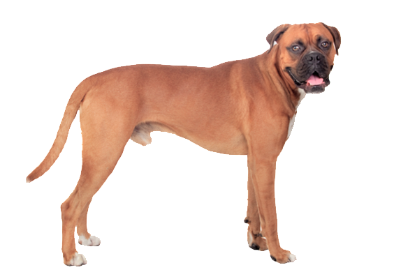 Standing Boxer Dog Transparent PNG