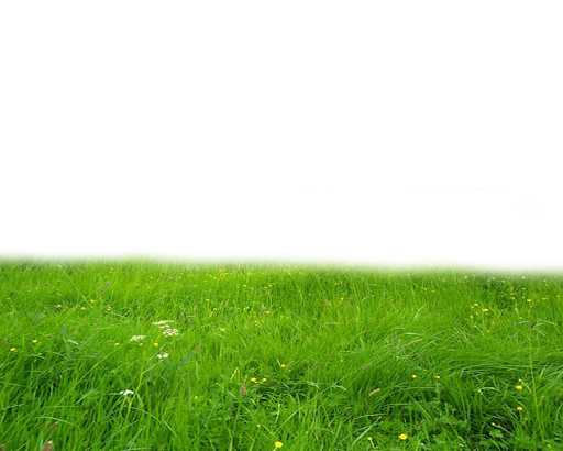 Летнее зеленое поле PNG Clipart