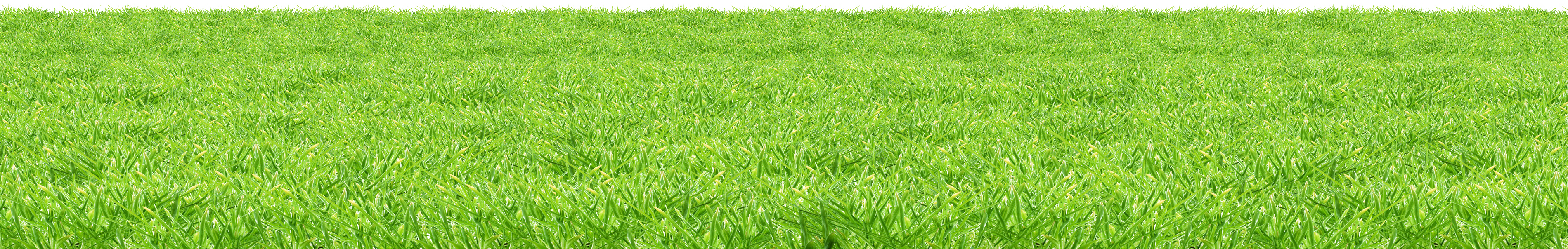 Summer Green Field PNG Image