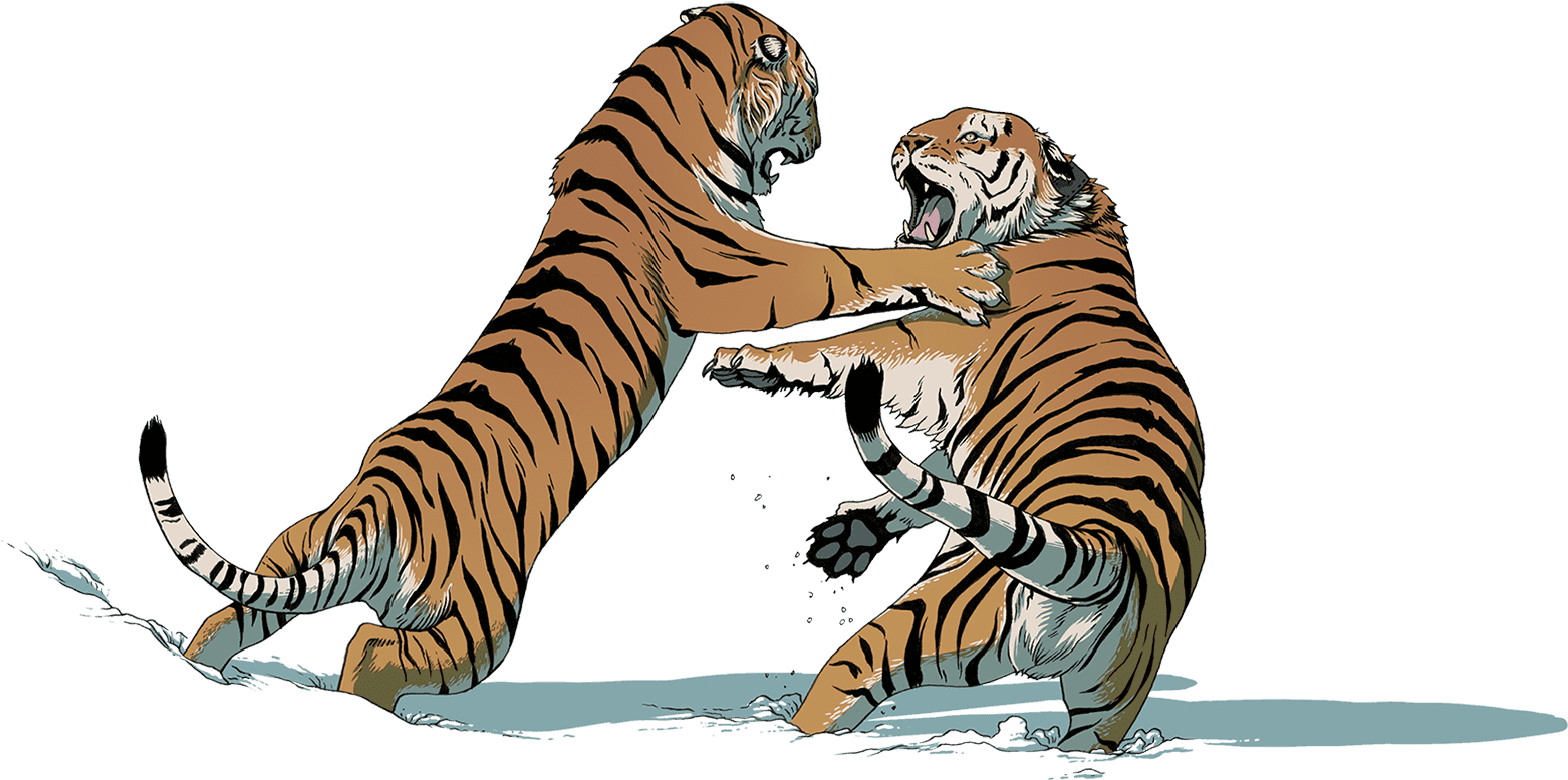 Tiger Combattre PNG Transparent