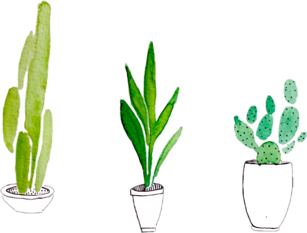 Tropical cactus plant vector PNG Image