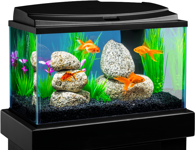 Tropical Fish Tank Transparent PNG