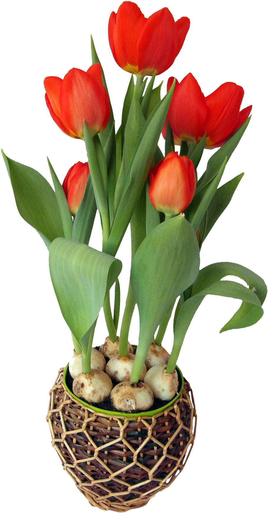 Tulip Flower Pot Transparent PNG