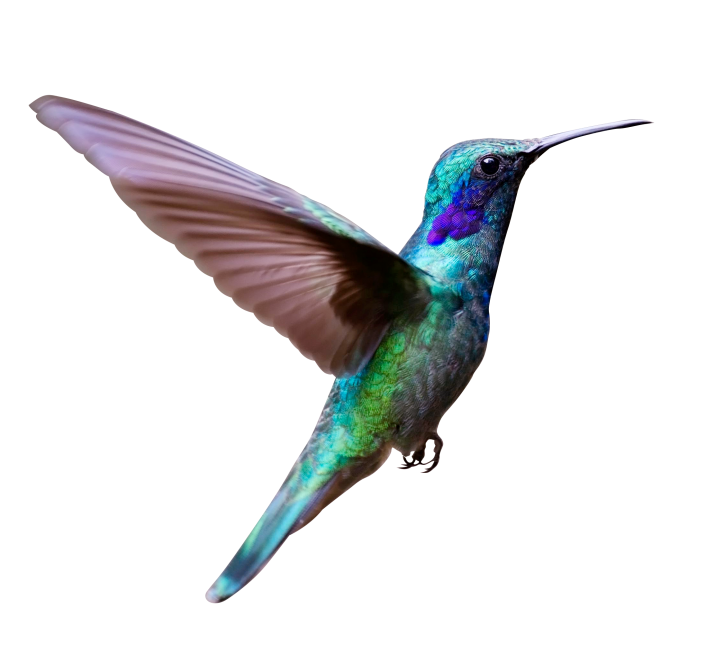 Turquoise Flying Colibri PNG Clipart