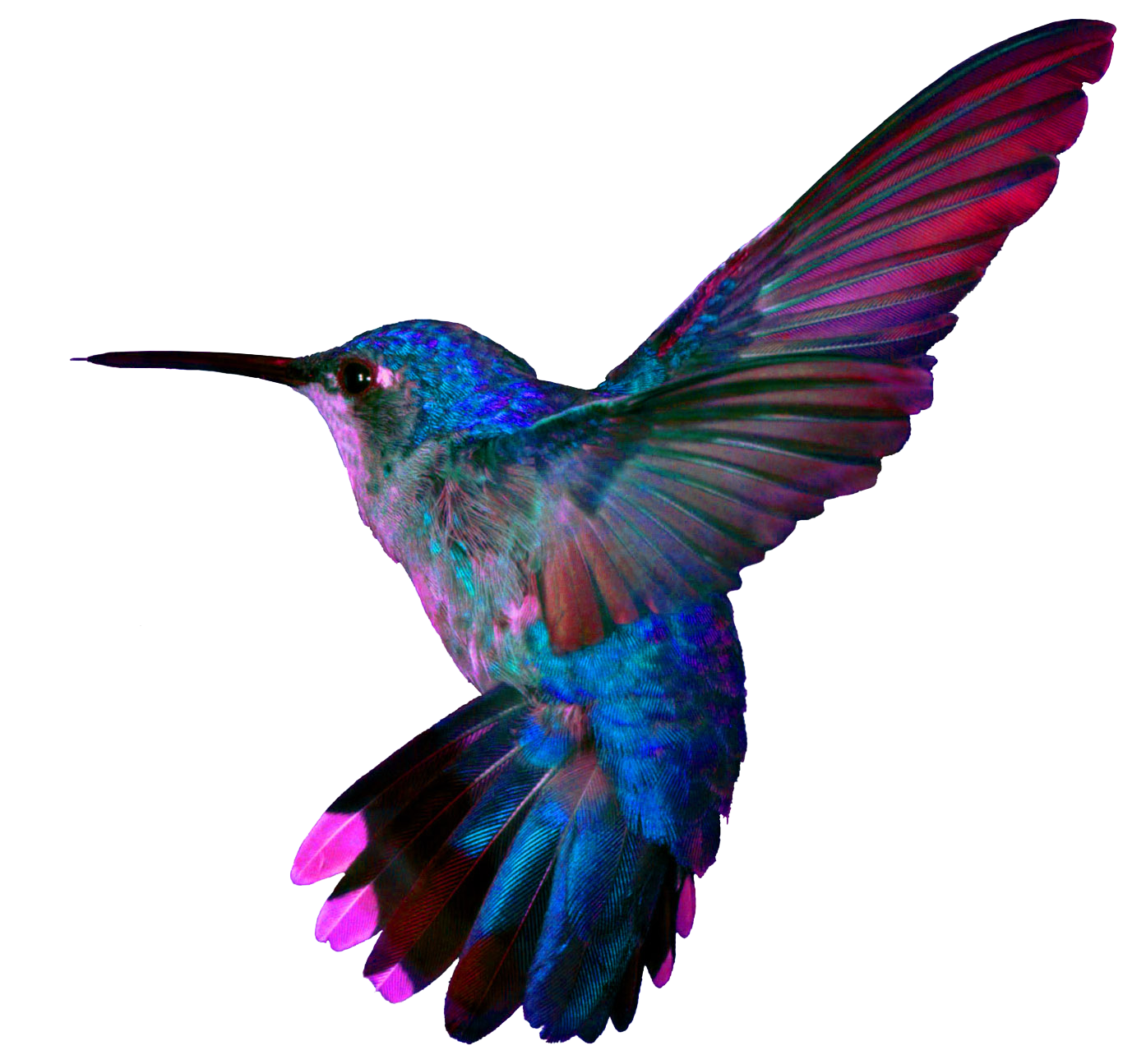 Turquoise Flying Hummingbird PNG File
