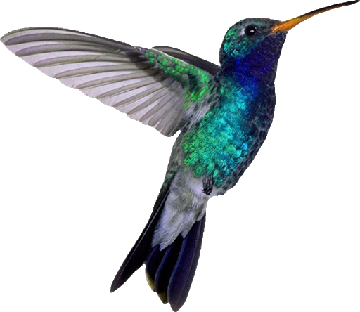 Turquoise Flying Hummingbird PNG Image