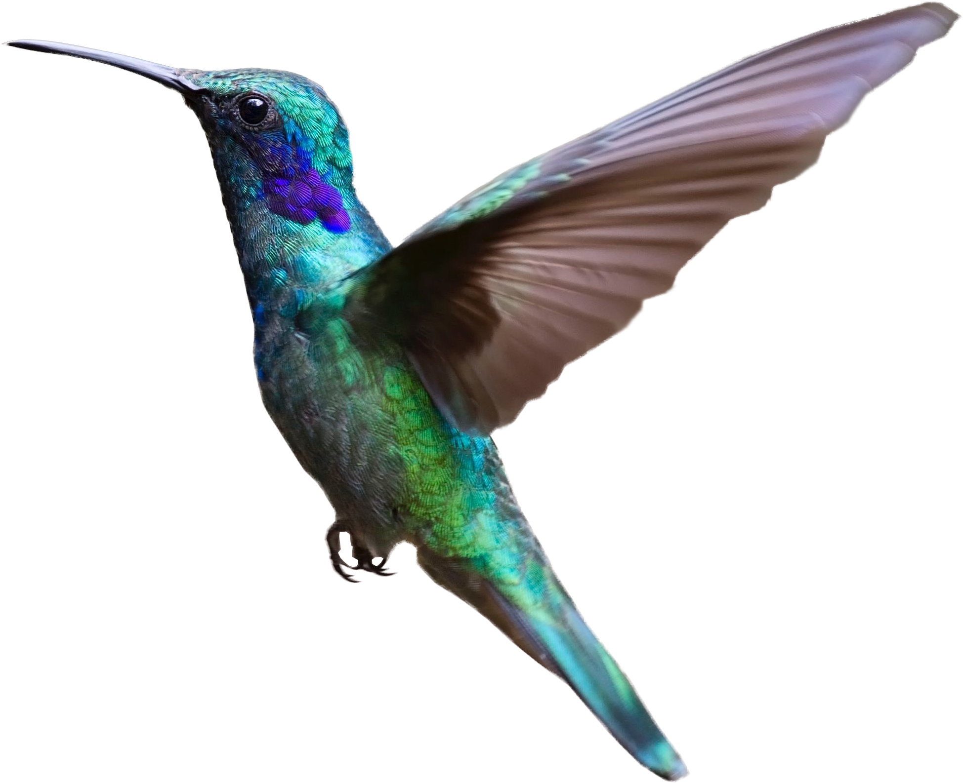 Turquoise Flying Hummingbird PNG Photos
