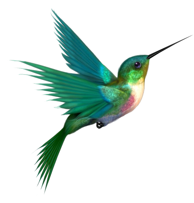 Turquoise Flying Hummingbird PNG Pic