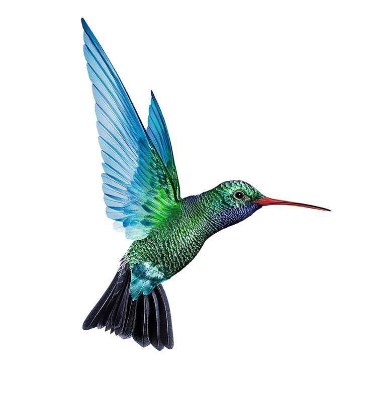 Turquoise Flying Hummingbird PNG Transparent Image