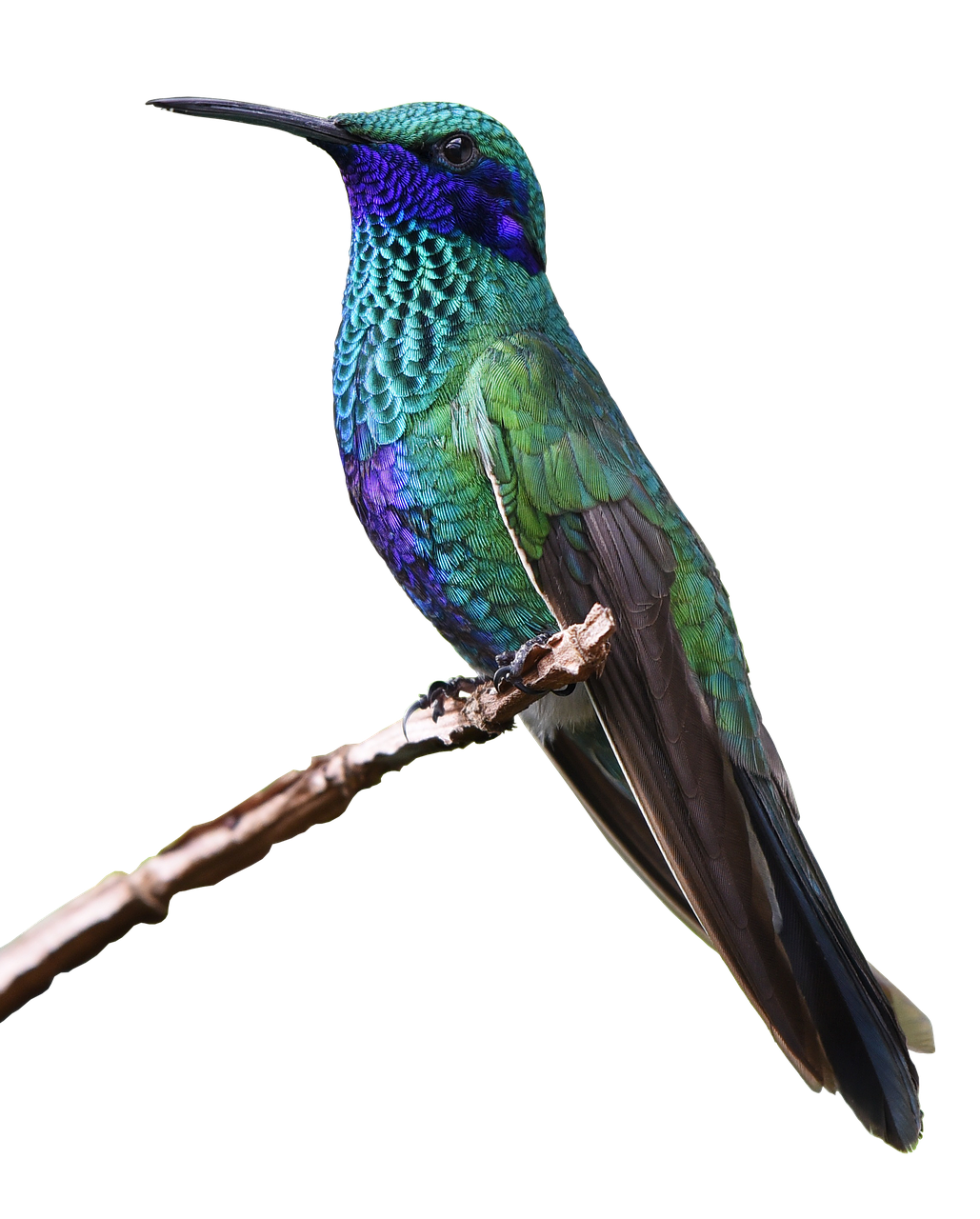 Turquoise Flying Hummingbird Fond Transparent