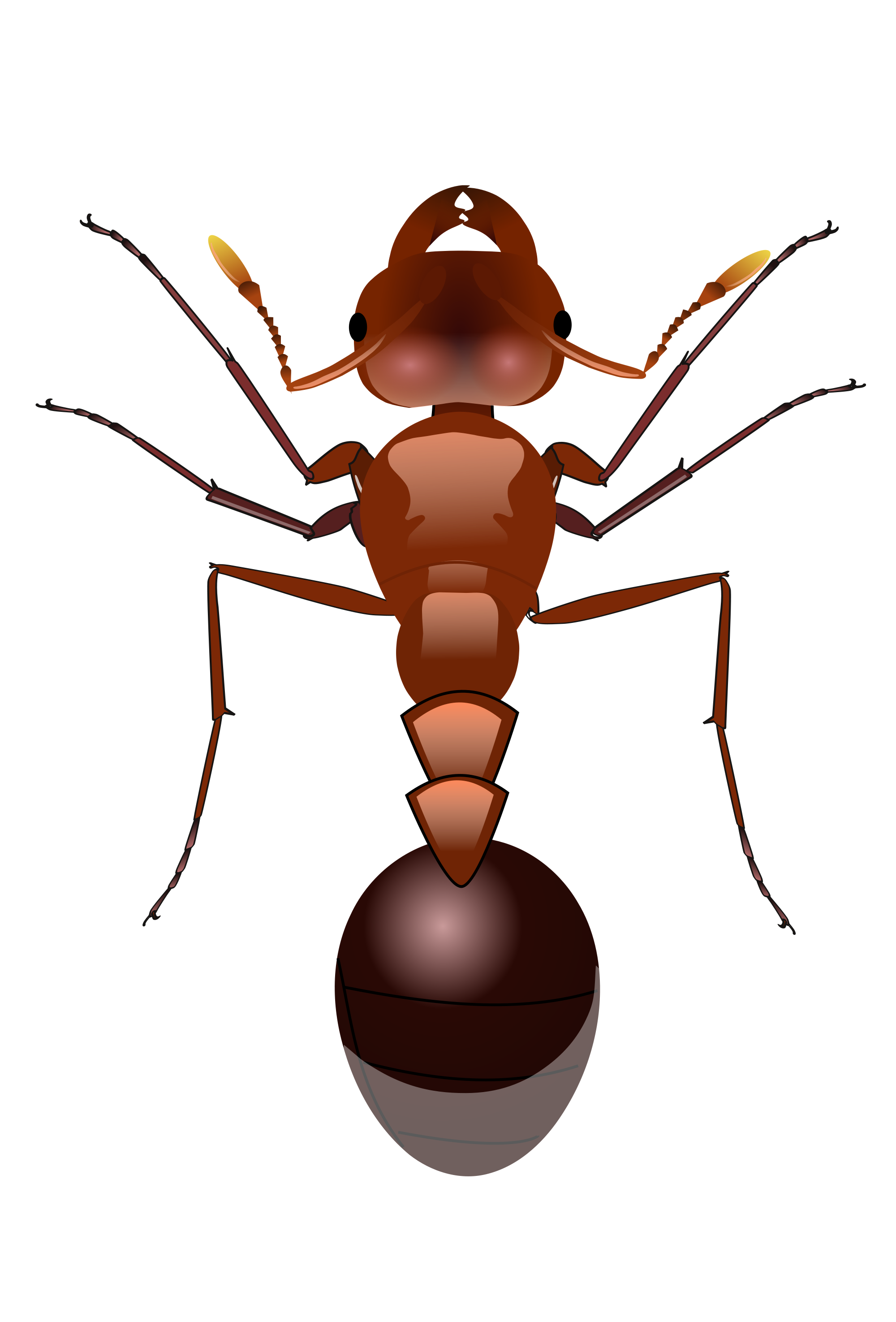Vector Ant PNG Pic