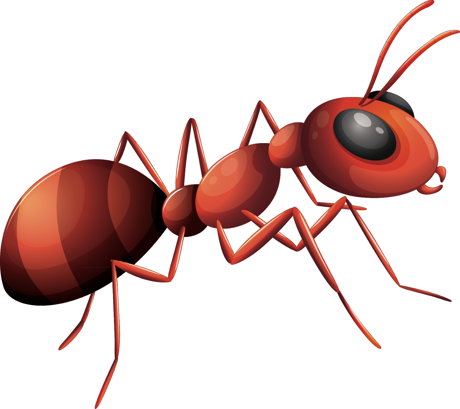 Vector Ant Transparent PNG