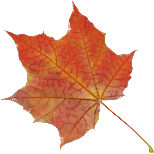 Vector Autumn Leaf Scarica immagine PNG